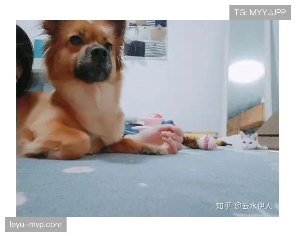 刘洋家的狗都比我家吃得好